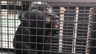 Rescued Lab Chimps Hug and Smile as They Venture Outside for the First Time [upl. by Leinnad]