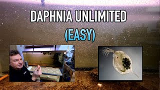 How I Raise Daphnia Water Fleas And You Can Too [upl. by Nyliak]