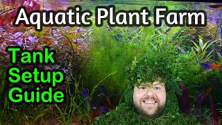 Growing Easy Aquarium Plants for Profit A Setup Guide for a Home Aquatic Plant Farm Tank [upl. by Arimlede]