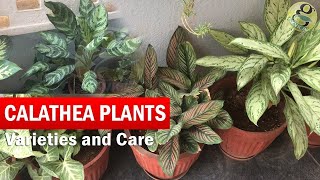 Calathea Plants Varieties and Identification  How to Grow and Care Calathea in English with CC [upl. by Hamford436]