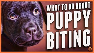 Puppy Biting Learn Bite Inhibition Training [upl. by Rramahs]