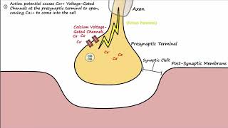 The Neuromuscular Junction Described Concisely [upl. by Coady]