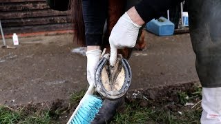 Treating hoof thrush [upl. by Senn]