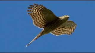 Sparrowhawk Bird Call Bird Song [upl. by Eirotal]