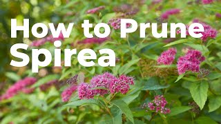 How to Prune Spirea in Early Spring [upl. by Winser]