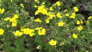 Goldfinger Potentilla  10 Second Garden Escape [upl. by Laresa183]