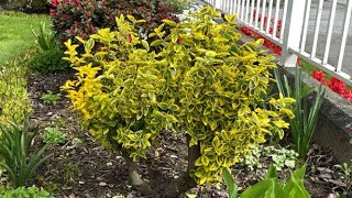 Prune To Shape Golden Euonymus  May 1 2021 [upl. by Reifnnej898]