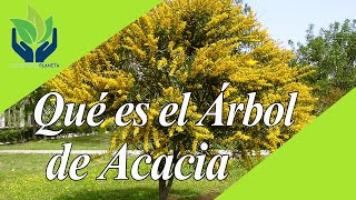 Acacia todo lo que necesitas saber sobre estos árboles [upl. by Diogenes]