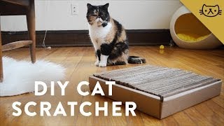 DIY Cardboard Cat Scratcher with Pudge [upl. by Oicnecserc]