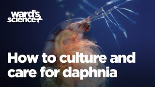 Caring and Culturing for Daphnia [upl. by Betthezel]