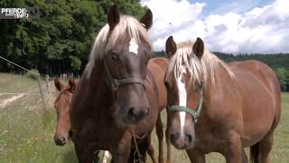 Arabian horse videos compilation  3  💕❤️ 2021 Try not to watch it till the end [upl. by Dorcy678]