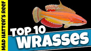 Top 10 Reef Safe Wrasse [upl. by Fahland29]