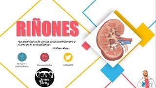 Anatomía  Riñón Pt I Caras Bordes Relaciones Fascia Renal [upl. by Evets]