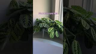 My Maranta Care Tips [upl. by Tiffie18]