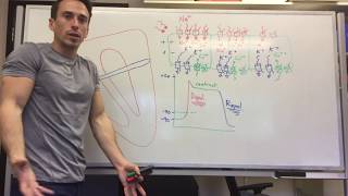 Heart Muscle myocardium Action Potential  Cardiology [upl. by Laddie352]