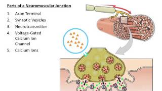 Muscular System The Neuromuscular Junction [upl. by Bloem]