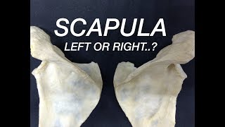 SCAPULA  SIDE DETERMINATION amp ANATOMICAL POSITION [upl. by Ervine]