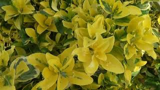 Golden Euonymus japonicus Aureomarginatus [upl. by Eloise241]