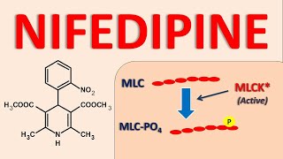 Nifedipine  Mechanism side effects and uses [upl. by Awad]