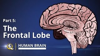 Frontal Lobe  Human Brain Series  Part 5 [upl. by Nnylimaj]