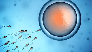 In Vitro Maturation of Oocytes [upl. by Navert38]