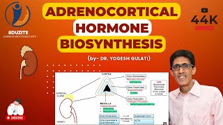 Adrenocortical Hormone Biosynthesis [upl. by Arney850]