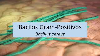 Microbiologia Médica Bacillus cereus  Bacilos Gram Positivos [upl. by Dawkins]