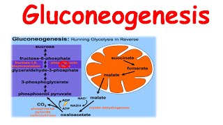 Gluconeogenesis [upl. by Hummel]