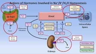 Hypokalemia [upl. by Colly421]