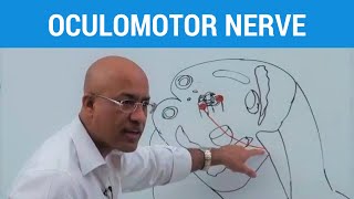 Oculomotor Nerve and Ciliary Ganglion  Neuroanatomy [upl. by Drofnelg157]