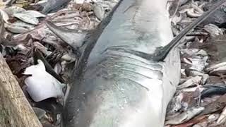 Fishermen Catch Great White Shark and Put It Back in the Water [upl. by Ymirej]