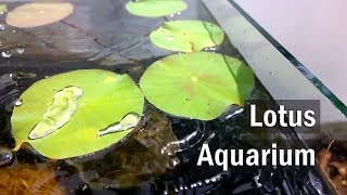 Making a Lotus Aquarium Set Up  DIY [upl. by Notyalk]