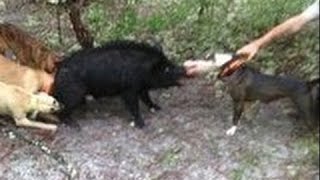 Pitbull vs sanglier à la chasse [upl. by Viv]