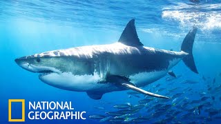 Акулы National Geographic Документальный Фильм про акул 2021 [upl. by Jagir]