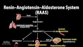 The Renin–Angiotensin–Aldosterone System RAAS Animation [upl. by Haidabez]