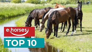 Top 10 beliebteste Pferderassen [upl. by Ainwat865]