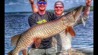 World Record Class 52quot Tiger Musky caught in Vilas County Wisconsin [upl. by Oisinoid]