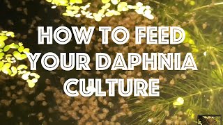 How To Feed Your Daphnia Culture [upl. by Aenyl838]