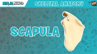 Scapula Anatomy [upl. by Yssirhc678]