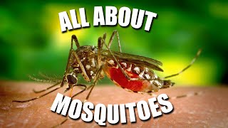 All About MOSQUITOES  Kids News Break [upl. by Anaeel756]