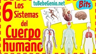 Los Sistemas del Cuerpo Humano para Niños Recopilación  TUBEBEGENIO [upl. by Elleinnod471]