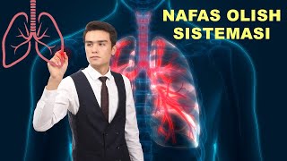 Nafas olish sistemasi anatomiya va fiziologiyasi [upl. by Eiknarf]