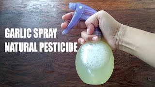 Garlic Spray as Natural Pesticide [upl. by Rumney]