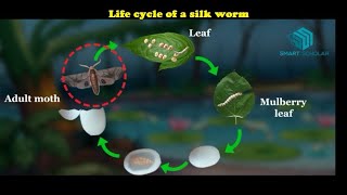 Life cycle of a silk worm [upl. by Behlke377]