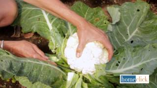 When to Harvest Cauliflower [upl. by Bonnes798]