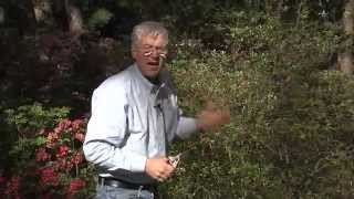 Walter Reeves  When And How To Prune Azaleas [upl. by Ailahtan]