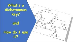 Dichotomous Key tutorial video [upl. by Raab]