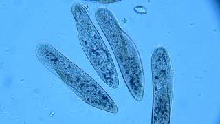 Paramecium movement [upl. by Sidhu505]