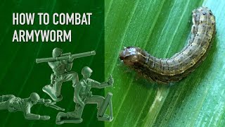 How To Combat Armyworm in Your Lawn [upl. by Lhary]