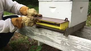 How To Collect Bee Pollen [upl. by Guild]